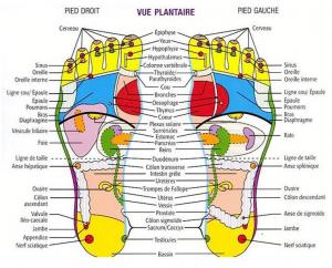 Réflexologie plantaire - carte des pieds